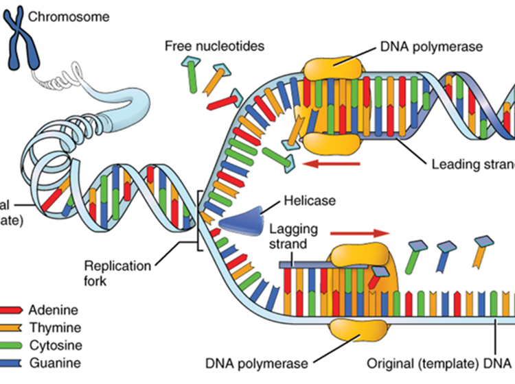 dna nucleotide sequence