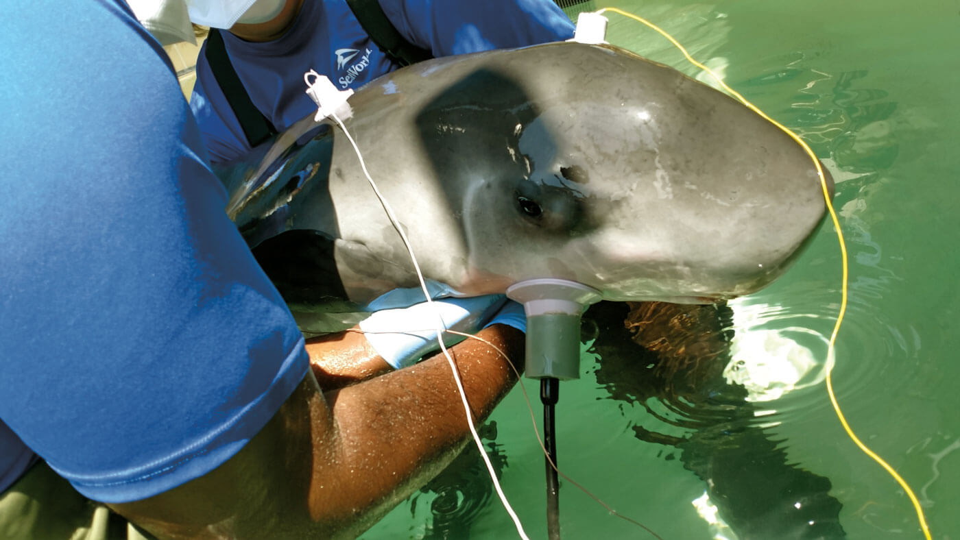 Whale Hearing Tests Through Evoked Potential Audiometry | ENT ...