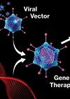 Graphic image showing how gene therapy works.