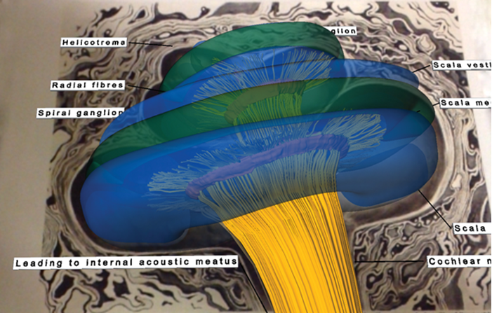 InvisibleEar™: Using augmented reality to learn temporal bone anatomy